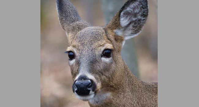 கியூபெக் தீவில் மான்களைக் கொல்ல பார்க்ஸ் கனடா திட்டமிட்டுள்ளது