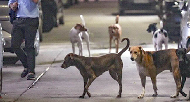 உலக பாரா தடகள சாம்பியன்ஷிப் போட்டியில் வெளிநாட்டு பயிற்சியாளர்களை தெரு நாய்கள் கடித்தன