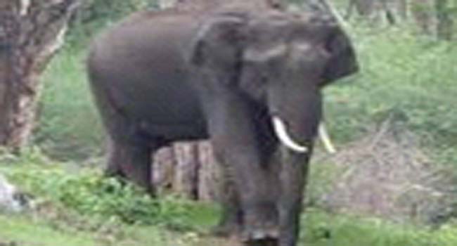 ஈரோடு வனப்பகுதியில் யானையால் மிதிபட்டு ஈரோட்டுப் பெண் பலி