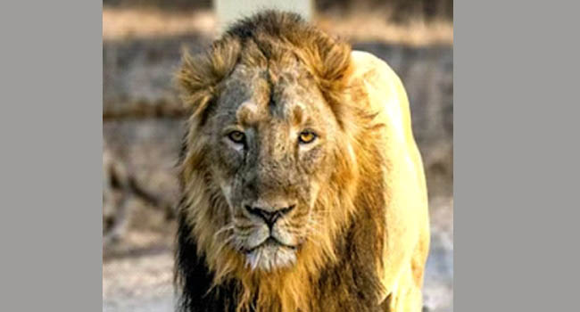 கிர்னார் ஹில்லில் 12 வயது சிறுவனை சிங்கம் தாக்கியது