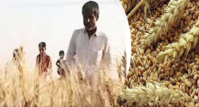 கோதுமைக்காக இந்தியாவை எதிர்பார்க்கிறது வங்கதேசம்